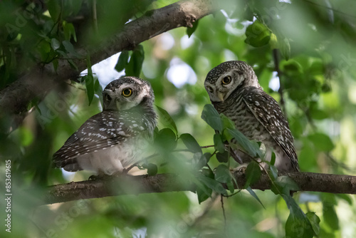 Couple of Spotted Owlets, Athene brama perching on a tree branch in forest park, Owl with yellow big eyes,  white eyebrows and neck-band photo