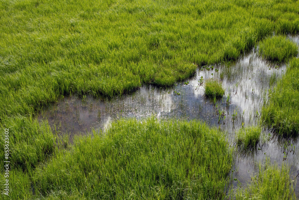 wet green swamp background in Liminka Bay, Finland wet green swamp background in Liminka Bay, Finland