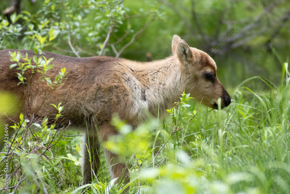 Fototapeta premium Junges Rentier im finnischen Wald in freier Wildbahn Jungtier