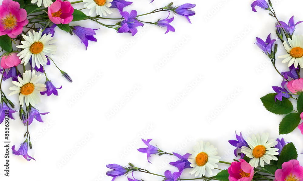 Violet blue bell flowers, white chamomile and pink flowers dog-rose on a white background with space for text. Top view, flat lay Violet blue bell flowers, white chamomile and pink flowers dog-rose on a white background with space for text. Top view, flat lay