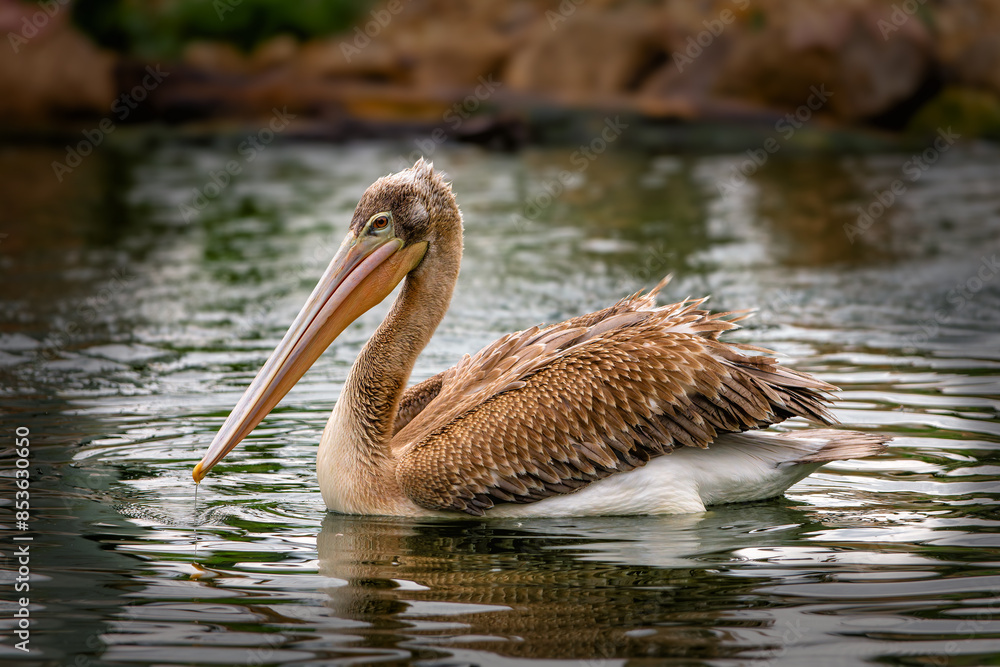 A pelican floating on a calm water surface. This detailed image captures the beauty of this water bird in its natural habitat. Ideal for wildlife, wetlands and bird conservation topics.