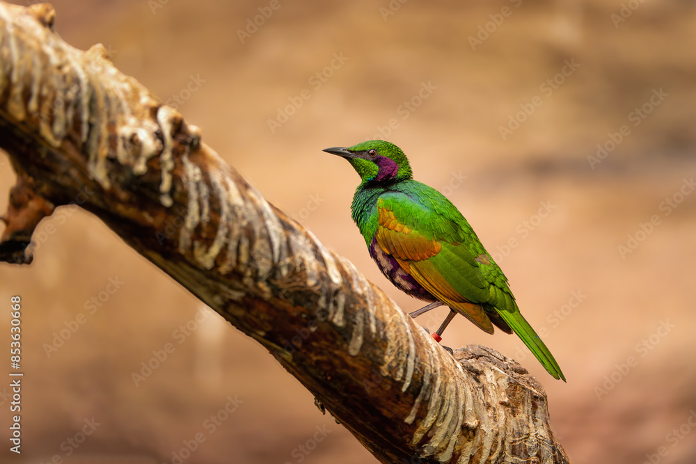 A colourful bird with shiny green and purple feathers sitting on a branch. A beautiful exotic bird in its natural habitat. Detailed wildlife photo.