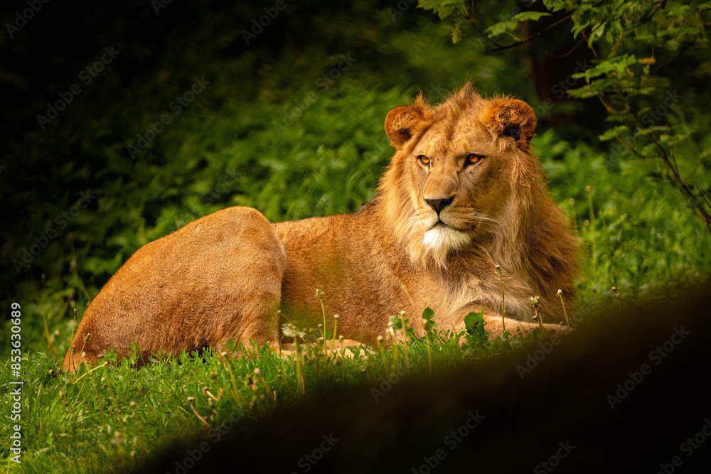 Young male Barbary lion - photographed on safari