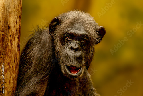 Portrait of a chimpanzee with expressive gaze and open mouth. Detailed wildlife photography capturing the emotions of this intelligent primate.