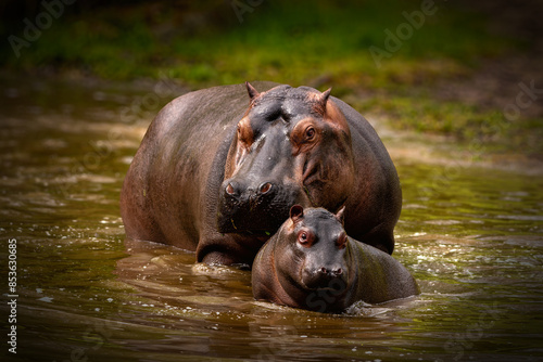 Obraz na płótnie Mother hippo with her baby in the water. This beautifully lit image captures their natural behaviour in the wild or at the zoo. Ideal for topics on African wildlife and animal conservation. w salonie