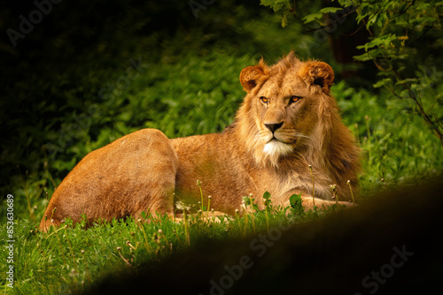 Young male Barbary lion - photographed on safari