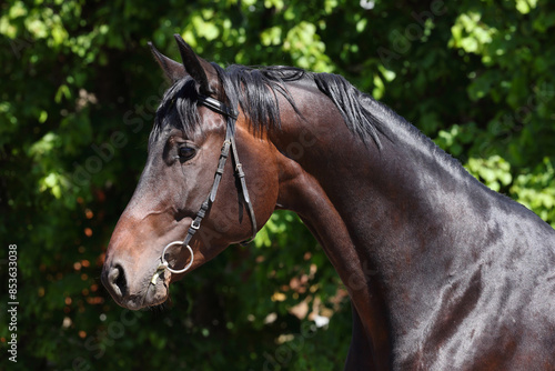 Dressage horse portrait in summer green foliage 