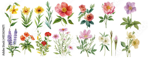 different botanicals florals vintage elements. Branches, leaves, herbs, wild plants, flowers. Garden, meadow, feild collection leaf, foliage, branches. Bloom vector illustration cut out