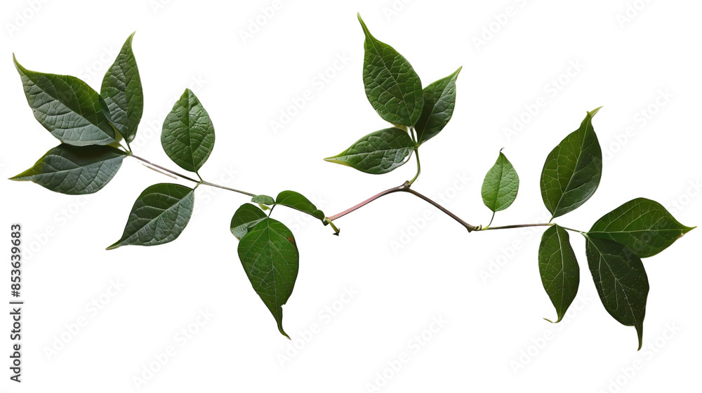 Naklejka premium Cayratia on a transparent background