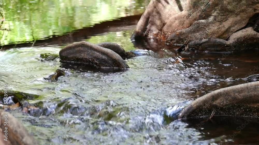 river in the middle of a green forest, silent river in the forest, green forest with a winding river cutting through it, sunlight streaming through the canopy of trees