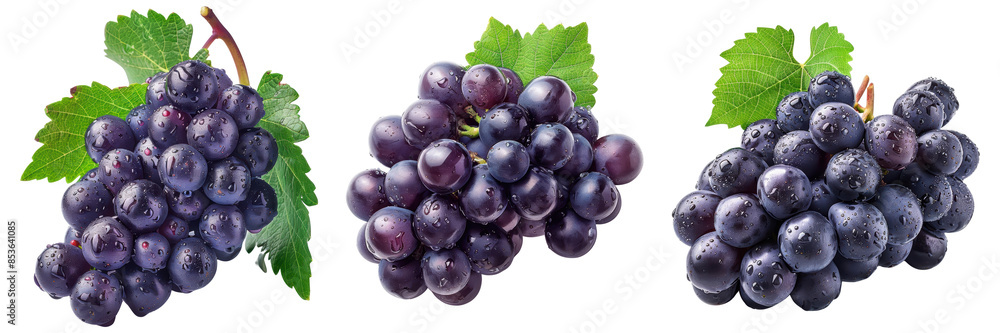 Fototapeta premium Fresh and vibrant clusters of purple grapes with green leaves, showcasing nature's bounty. Perfect for wine, healthy snacking, and cooking Transparent Background 