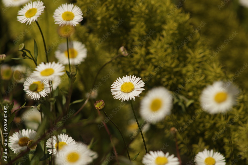 Obraz premium Daisies on Catalina Island