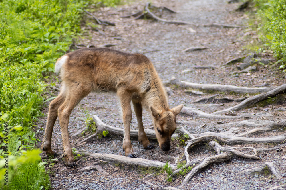 Naklejka premium Rentier Kitz im Sommer Finnland Wald