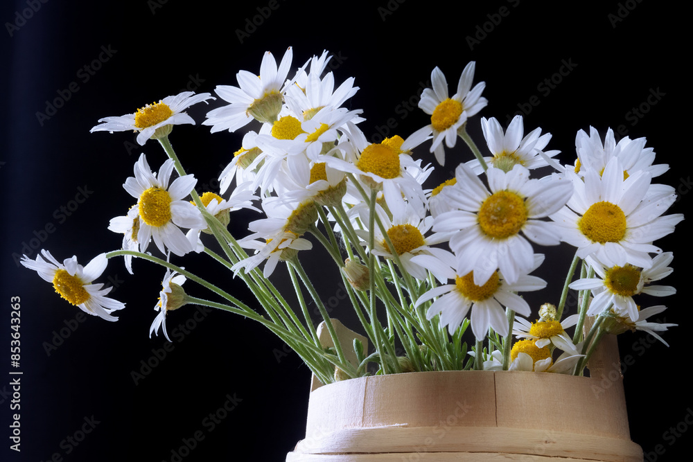 White daisies, chamomile flowers in wooden barrel on black background White daisies, chamomile flowers in wooden barrel on black background