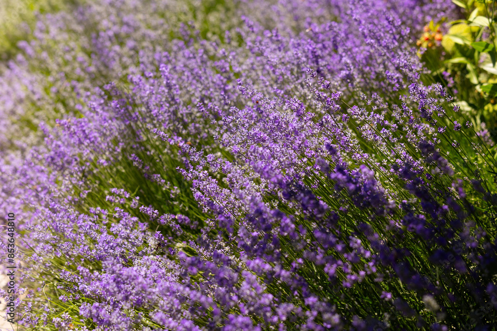 Lavender flower background with beautiful purple colors. Close-up Lavender flower background with beautiful purple colors. Close-up