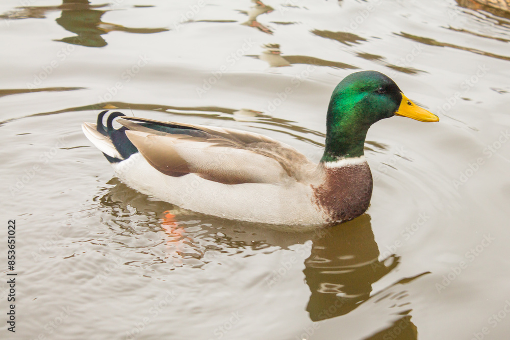 Fototapeta premium Male mallard duck swimming in the lake, closeup of photo