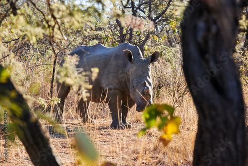 White Rhino in the wild