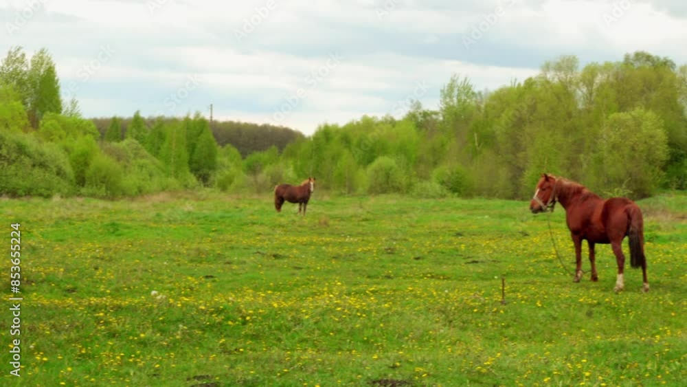 Bay horse grazes on summer pasture Bay horse grazes on summer pasture