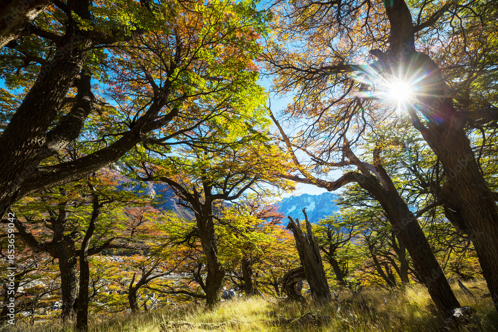 Obraz premium Autumn in Patagonia