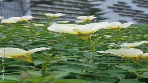 white turnera flower in the garden photo