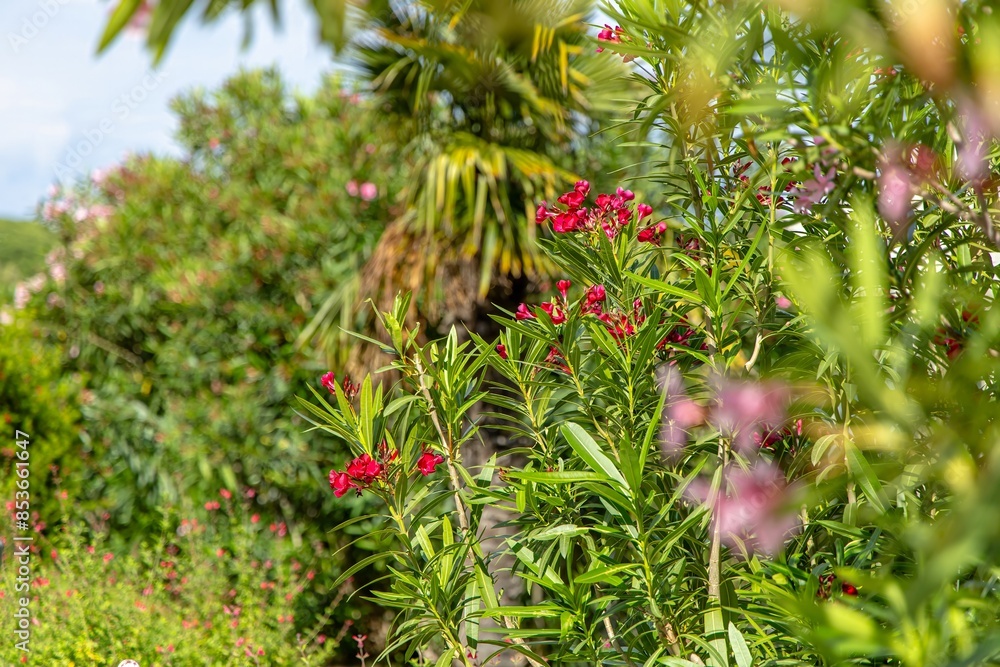Green Bush Grevillea Canberra Gem With Red Flowers in Front of a Blurred House in town Opatija Green Bush Grevillea Canberra Gem With Red Flowers in Front of a Blurred House in town Opatija