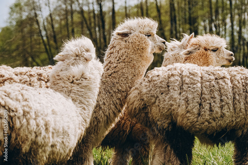 Alpacas graze in the spring meadow high in the mountains. photo