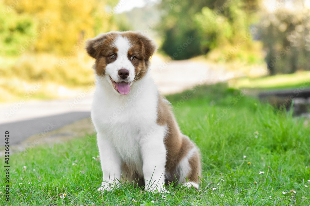 Red and white Australian Shepherd puppy in the summer in the park against the backdrop of trees illuminated by the setting sun Red and white Australian Shepherd puppy in the summer in the park against the backdrop of trees illuminated by the setting sun