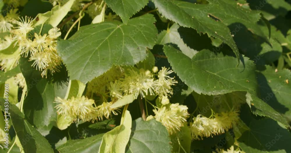 Flowers of Tilia cordata, the small-leaved lime or small-leaved linden Flowers of Tilia cordata, the small-leaved lime or small-leaved linden
