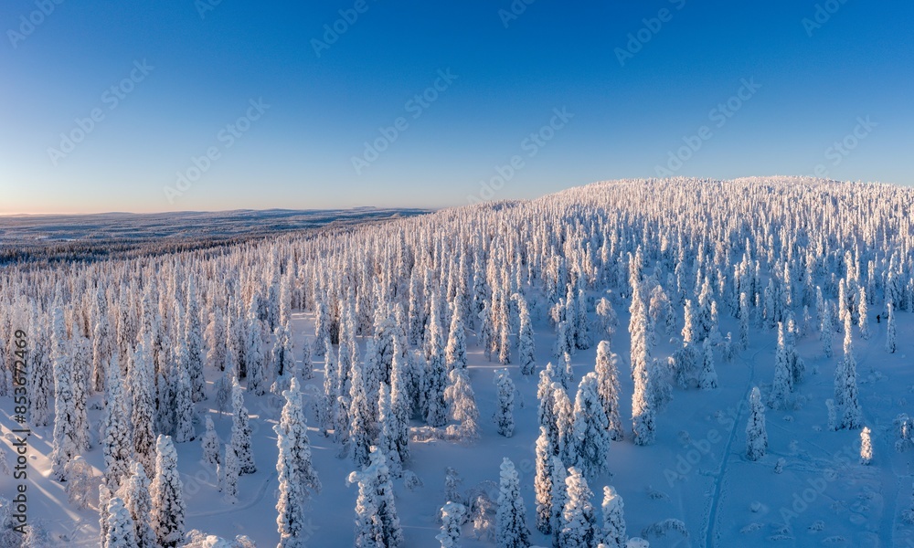 winter landscape with snow