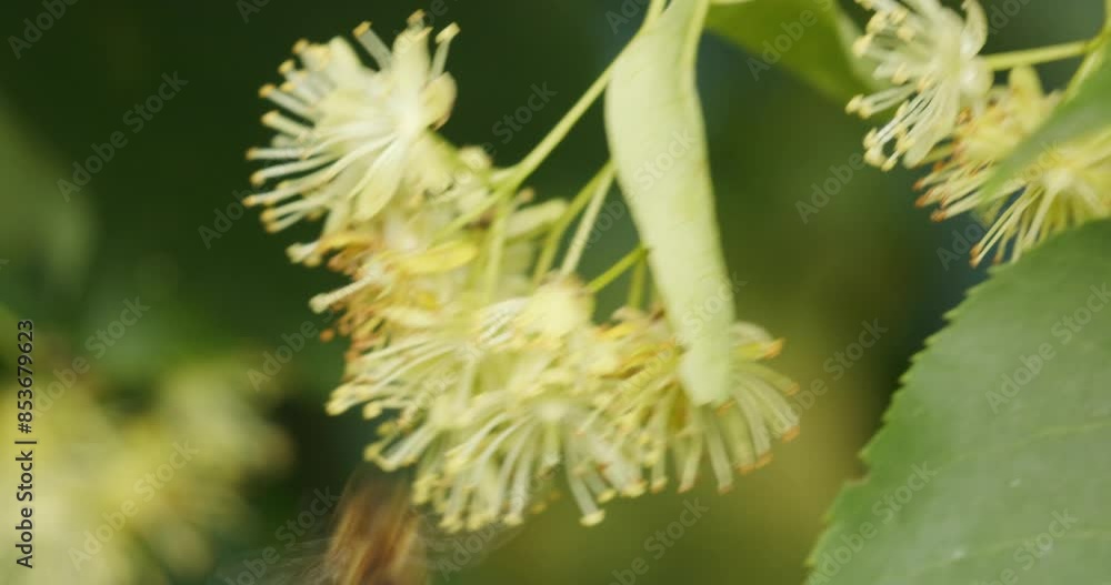 Flowers of Tilia cordata, the small-leaved lime or small-leaved linden Flowers of Tilia cordata, the small-leaved lime or small-leaved linden