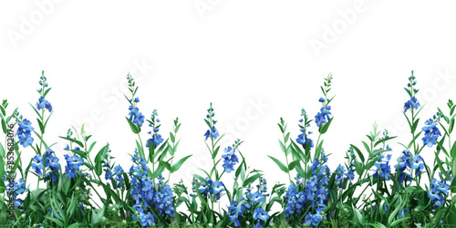 blue delphinium and grass border isolated on white background