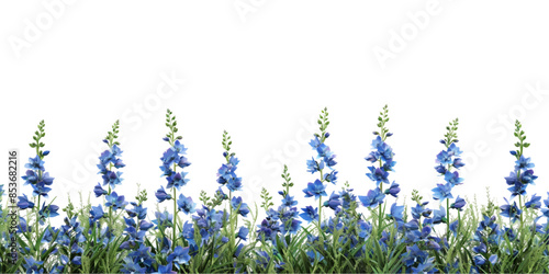 blue delphinium and grass border isolated on white background