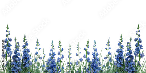 blue delphinium and grass border isolated on white background