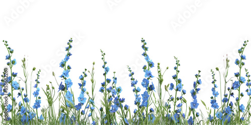 blue delphinium and grass border isolated on white background