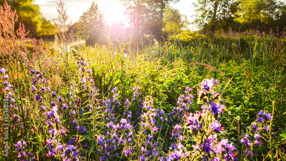 Obraz premium Mohnblume , blühende Wiese