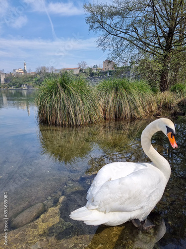 swan on the lake photo