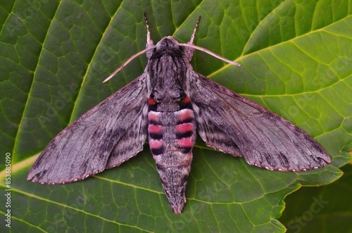 Night butterfly insect convolvulus hawk moth (Agrius convolvuli) with vivid black and red stripe pattern on its wing resting on green leaf