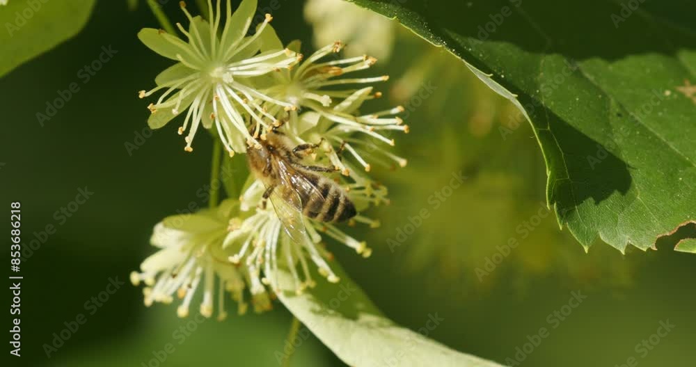 A bee on the flowers of Tilia cordata, the small-leaved lime or small-leaved linden A bee on the flowers of Tilia cordata, the small-leaved lime or small-leaved linden