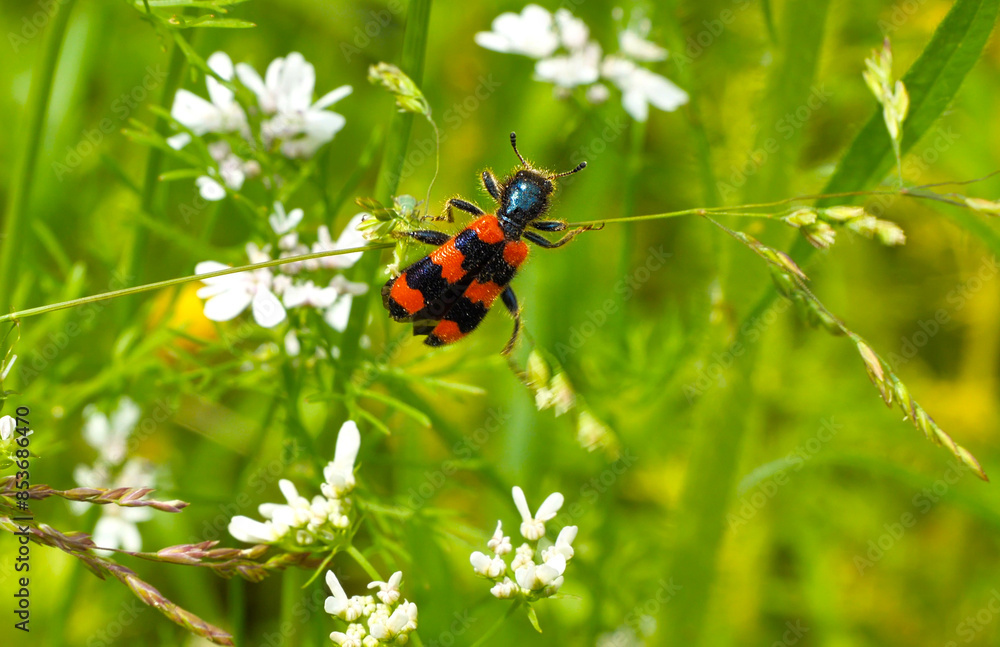 Bee beetle, Trichodes apiaries L.
The larvae feed on bee bread, bee larvae and dead bees. They can be carriers of fungal diseases.
Bee beetle, Trichodes apiaries L.
The larvae feed on bee bread, bee larvae and dead bees. They can be carriers of fungal diseases.