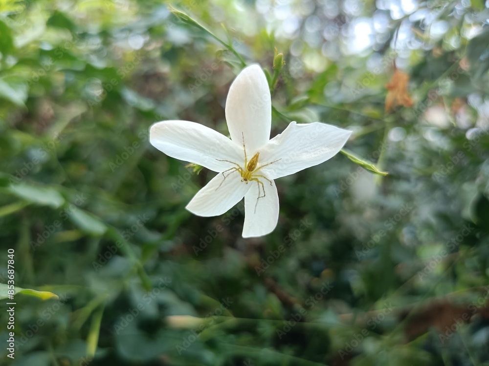 Bauhinia acuminata is a species of flowering shrub native to tropical southeastern Asia. Bauhinia acuminata is a species of flowering shrub native to tropical southeastern Asia.