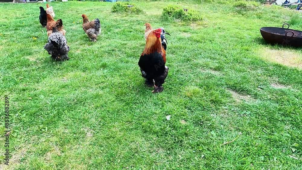 The handsome Cochin rooster looks around to gather the hens outside the hen house in the Swedish countryside. The birds walk in the grass outside the hen house. Cochin chickens in Sweden. The handsome Cochin rooster looks around to gather the hens outside the hen house in the Swedish countryside. The birds walk in the grass outside the hen house. Cochin chickens in Sweden.