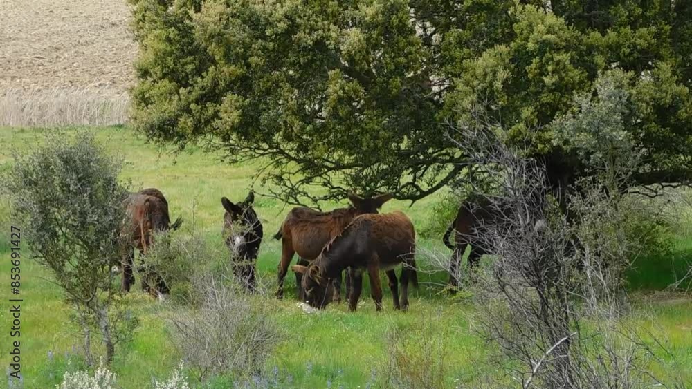 zamoran donkey in a rural landscapes zamoran donkey in a rural landscapes