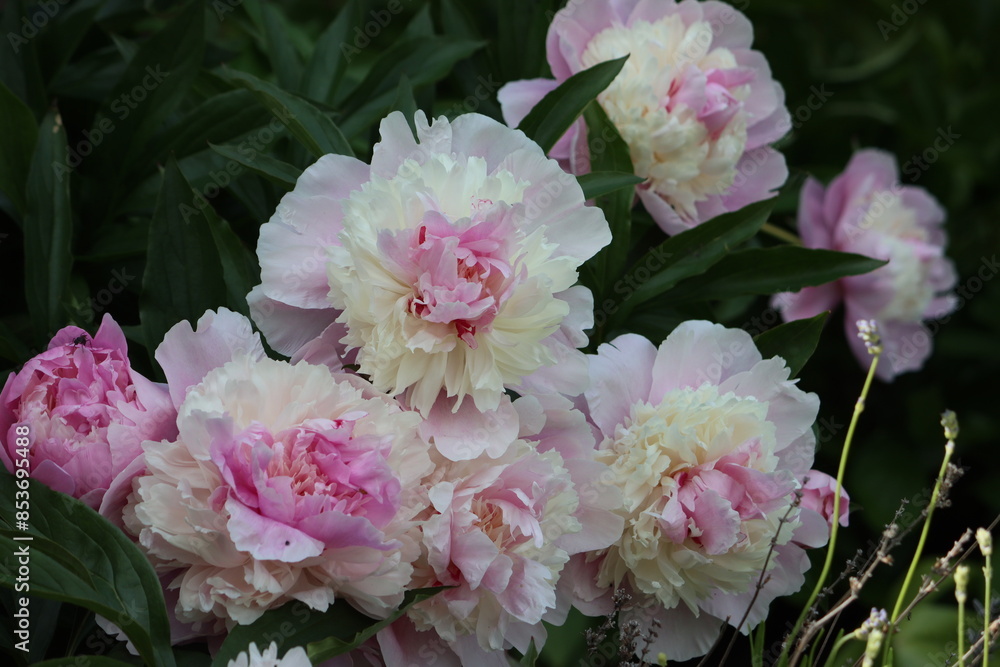 Fototapeta premium Sweden. Paeonia lactiflora (Chinese peony, Chinese herbaceous peony, or common garden peony) is a species of herbaceous perennial flowering plant in the family Paeoniaceae.