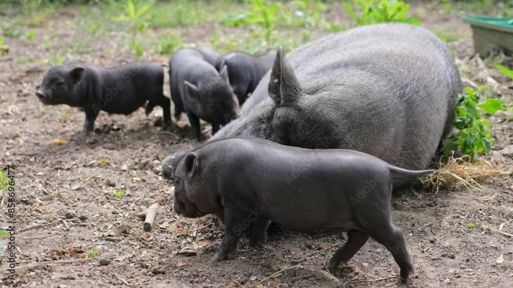 Black pigs in an organic enclosure. A sow with her piglets, still nursing. The pigs roam and play on plant-covered ground. Happy pigs enjoying the sunlight. Black pigs in an organic enclosure. A sow with her piglets, still nursing. The pigs roam and play on plant-covered ground. Happy pigs enjoying the sunlight.