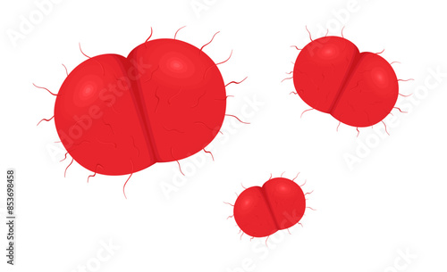 Meningococcus bacterium or Neisseria meningitidis in colored flat style. Gram-negative coccus bacteria that cause meningococcal meningitis. Biology, health care and medicine concept. Vector