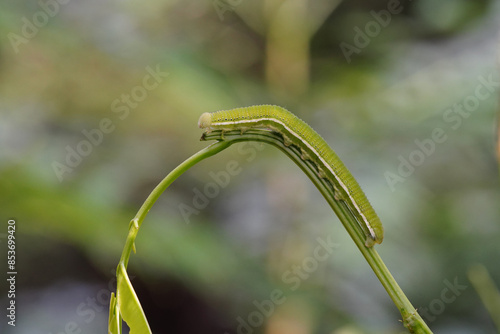 Caterpillars from the Catopsilia pomona butterfly found in the forest. photo