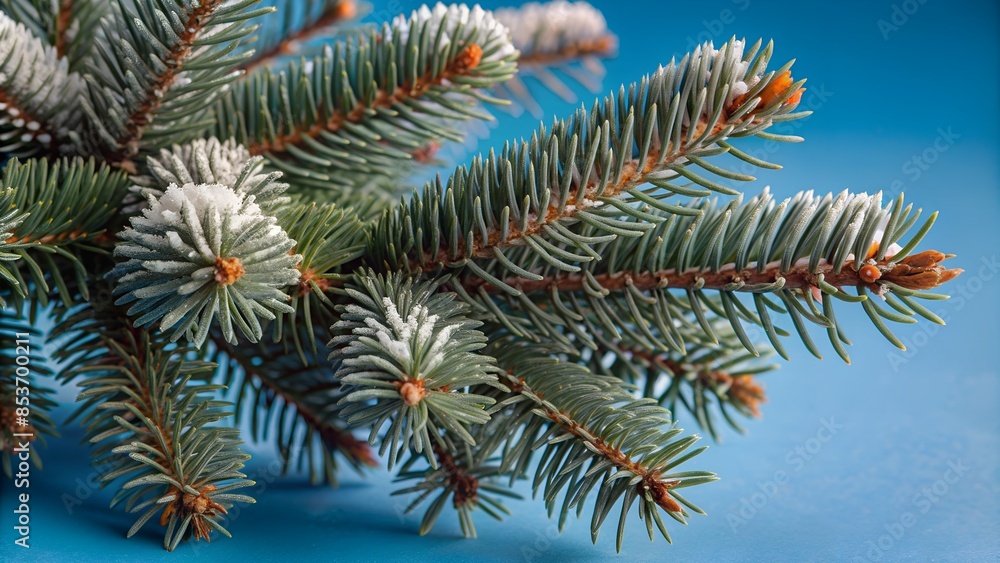 Beautiful green fir tree branches close up. Christmas and winter concept, close up of Christmas trees branches green texture background.
Beautiful green fir tree branches close up. Christmas and winter concept, close up of Christmas trees branches green texture background.