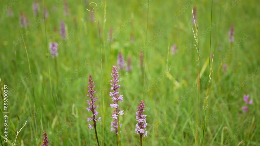 Gymnadenia conopsea fragrant orchid, wild orchid chalk plant pink blooms, flower, meadow, endangered species blooming, UNESCO biosphere reservation Bile Karpaty White Carpathians nature reserve Gymnadenia conopsea fragrant orchid, wild orchid chalk plant pink blooms, flower, meadow, endangered species blooming, UNESCO biosphere reservation Bile Karpaty White Carpathians nature reserve