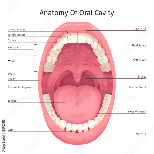 Oral cavity infographic. Human mouth inside parts structure anatomy system teeth dentistry diagram, open throat tooth tongue lips dental hygiene scheme, swanky illustration
