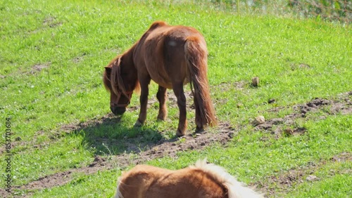 Wallpaper Mural Grazing on a grassy meadow, horses walk freely without harnesses. They enjoy the open pasture. Torontodigital.ca